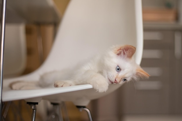 Home life with a pet Kitten plays on a chair