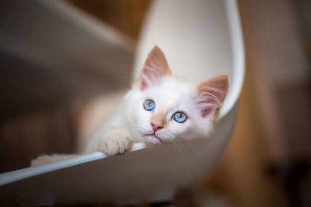 Home life with a pet Kitten plays on a chair