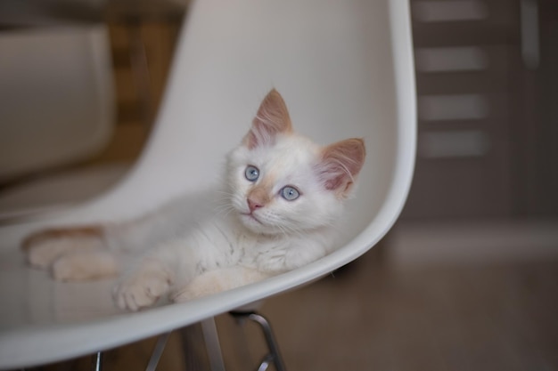 Home life with a pet Kitten plays on a chair