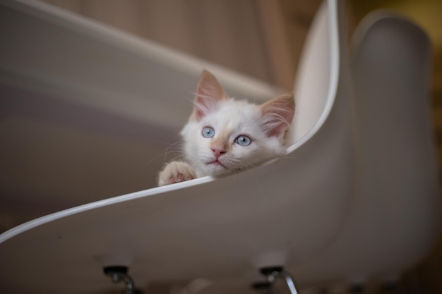 Home life with a pet Kitten plays on a chair