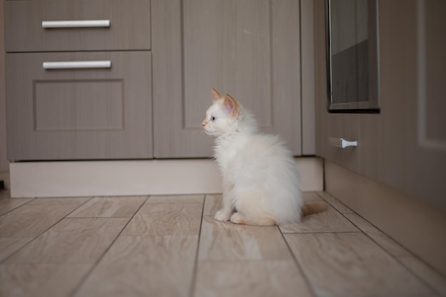 Home life with a pet Kitten plays at the kitchen