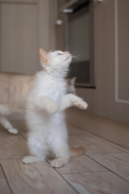 Home life with a pet Kitten plays at the kitchen