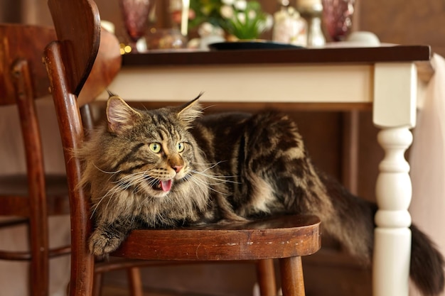 Home pet cute cat lying on chair Beautiful fluffy and gorgeous Meine Coon