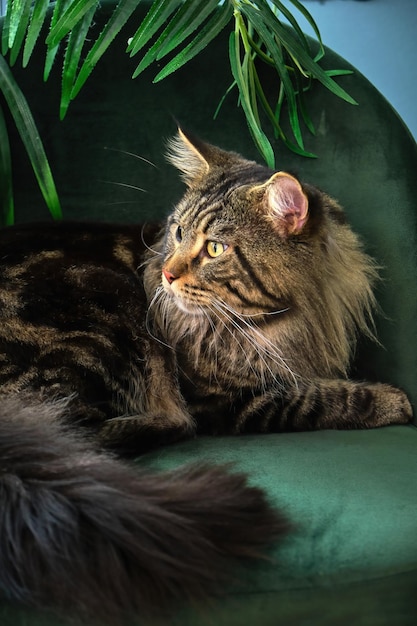 Home pet cute cat lying In a green interior with a palm tree on a velvet green chair