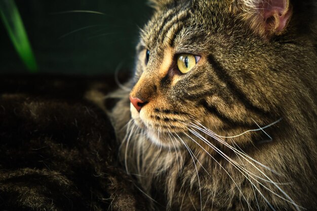 Home pet cute cat lying In a green interior with a palm tree on a velvet green chair