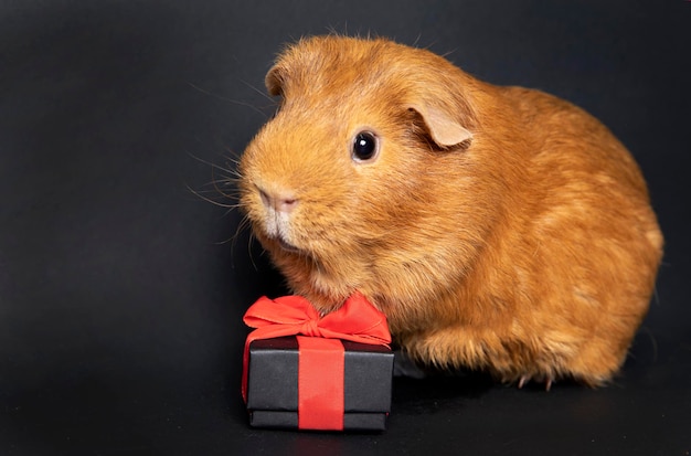 Home pet guinea pig gives a gift on a dark background Black present Congratulation place for text