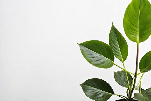 Photo home plant isolated on white background