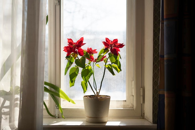 A home plant pot standing on the window shelf