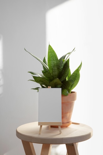 Home plant sansevieria in terracotta clay pot on wooden chair and white sign for text on background white wall Minimalism in interior