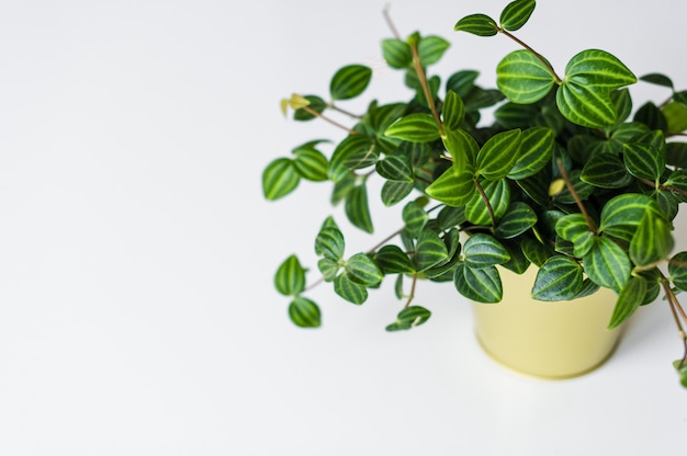 Home plant succulent in a gold pot on a white background.