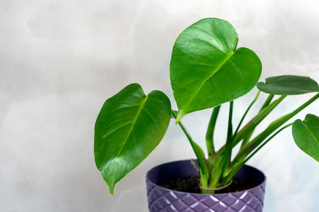 Home plant tropical palm leaves in a pot