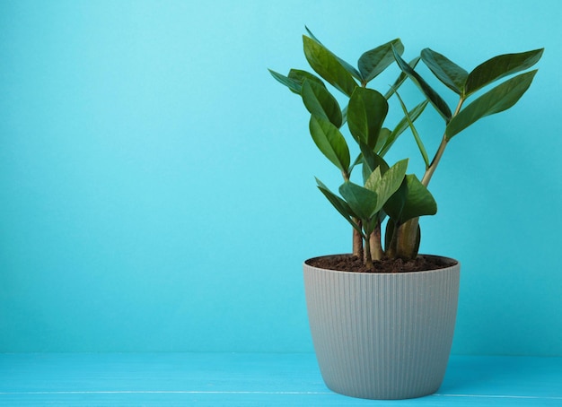 Home plant Zamioculcas on blue also known as Zanzibar gem in home interior