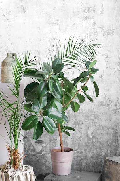 Home plants on grey wall background. Modern floral concept of home garden.