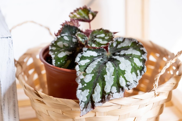 Home potted plant begonia decorative deciduous in the interior of the house Hobbies in growing caring for plants greenhome gardening at home