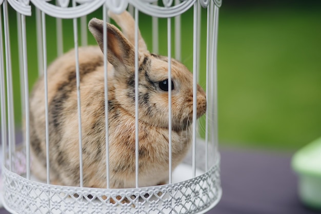 Home rabbit say welcome to his cage little grey bunny home pet close up