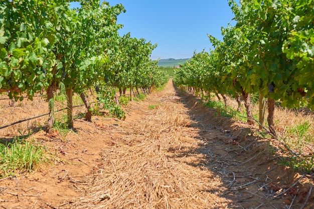 Home of South African wine Vineyard row on a grape farm that produces wine in Stellenbosch Wine making industry crops on a sunny day Grapevines in summer Beautiful green plants before harvest