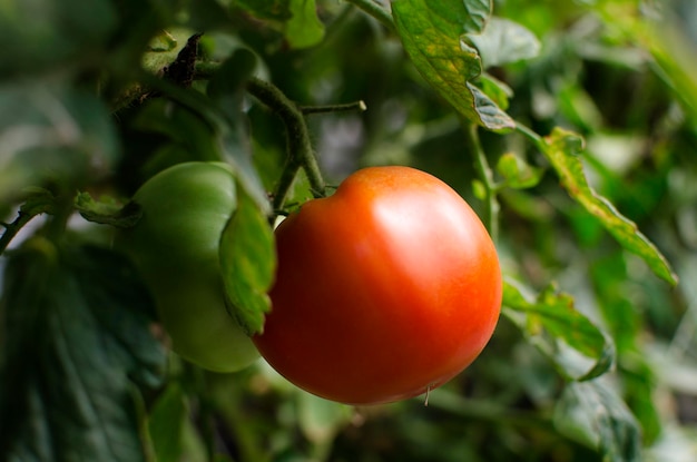 Homegrown red fresh tomato in a garden closeup