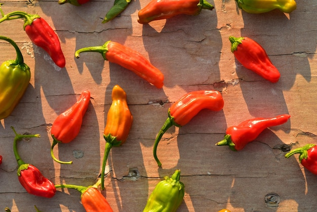 Photo homegrown red orange and green small hot chili peppers spicy vegetable ingredient for cooking