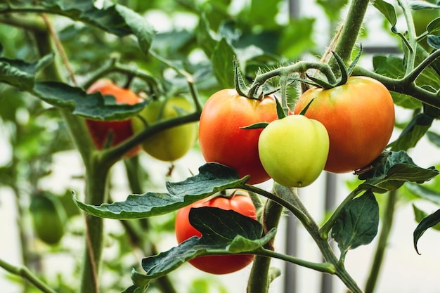 Homegrown tomatoes ripen on vine green and red tomatoes in greenhouse