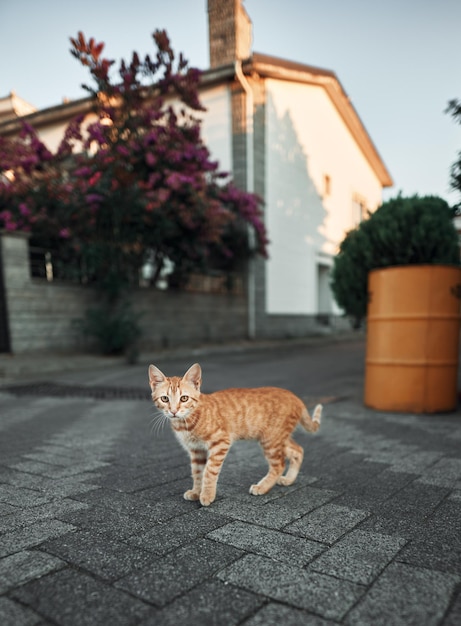 Homeless adorable cat on the street of Istanbul Turkey