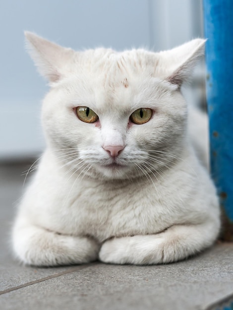 Homeless adult cat sitting on the streetxA