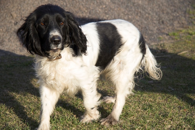 A homeless black and white dog runs on the grass. Close-up