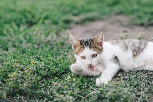 A homeless cat lies on the grass and licks its paw copy space