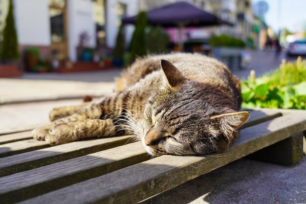 A homeless cat lying sunburnt on the bench in the street