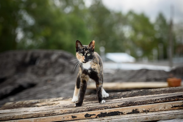 Homeless cat sits on the roof