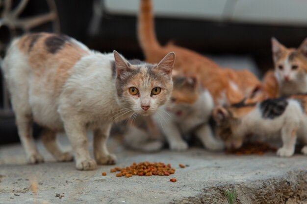 Homeless cat with kittens eating special food for cats on the street