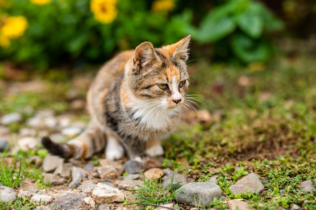 Homeless cat without breed in shelter for a walk on the street