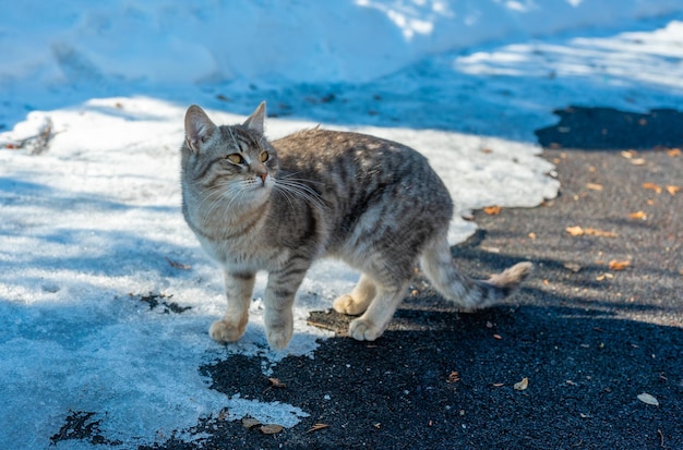 Homeless cats begging for food in winter Problem of homeless stray and abandoned animals problem of stray animals concept of shelter for cats