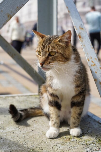 A homeless cute cat in the street