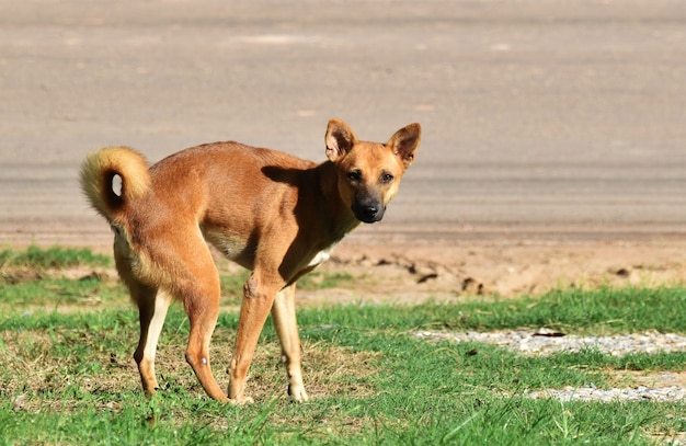 homeless dog after excrete on green grass beside country road in morning