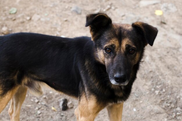 Homeless dog portrait