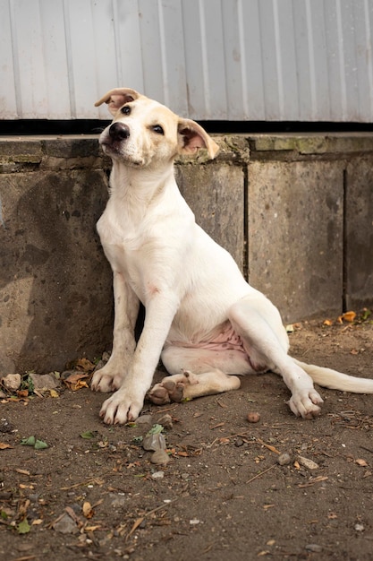 Homeless dog on the street of the old city.Homeless animal problem.