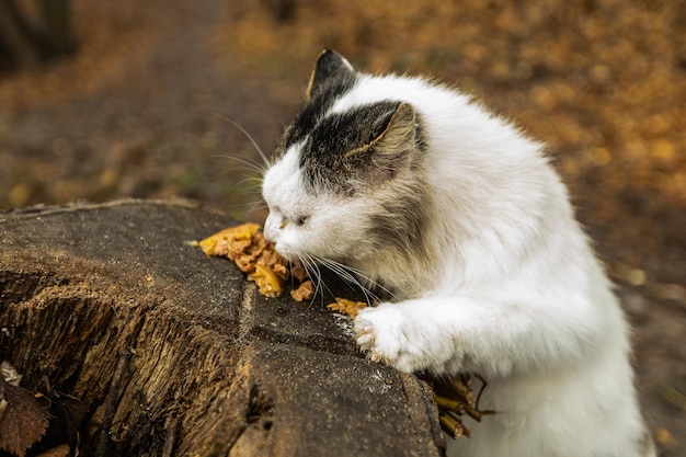 A homeless fluffy cat eats on the street