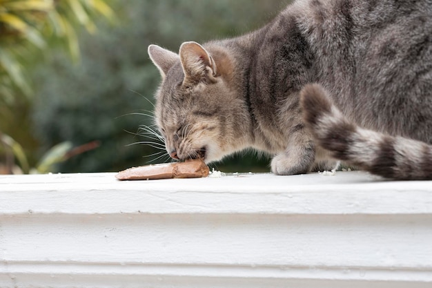 Homeless hungry street cat on a white balustrade eats cat pate food The concept of caring for stray animals