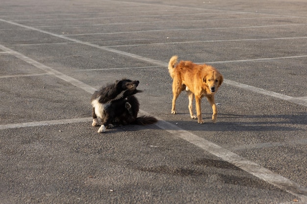 Homeless lonely dogs in the tourist places of Egypt Red dog looking for food