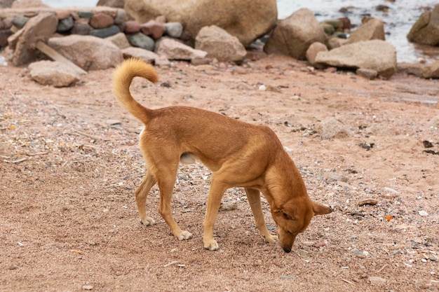 Homeless lonely dogs in the tourist places of Egypt Red dog in search of food near the Red Sea