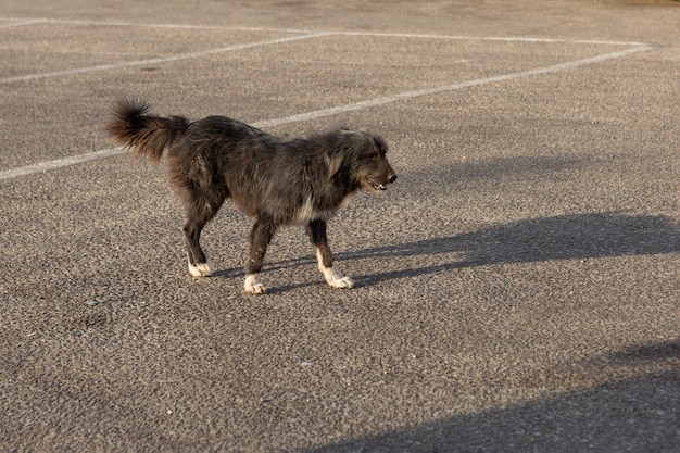 Homeless lonely dogs in the tourist places of Egypt