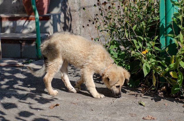 Homeless puppy from dog shelter was taken home