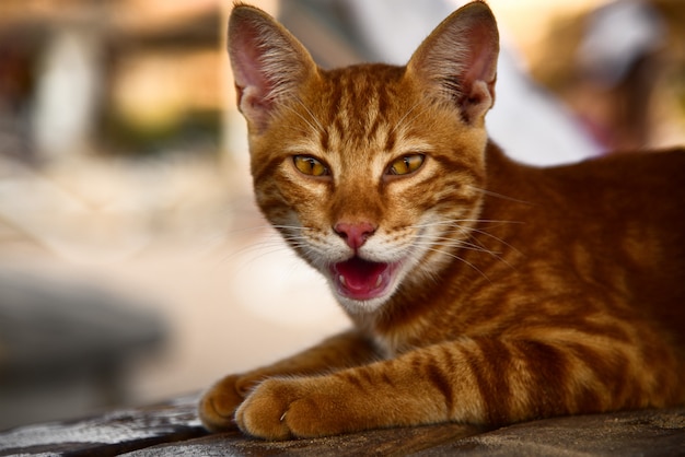 Homeless red cat meows on a bench in the sun