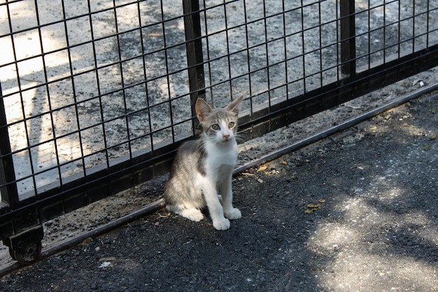 Photo homeless stray grey kitten sittimg on the street