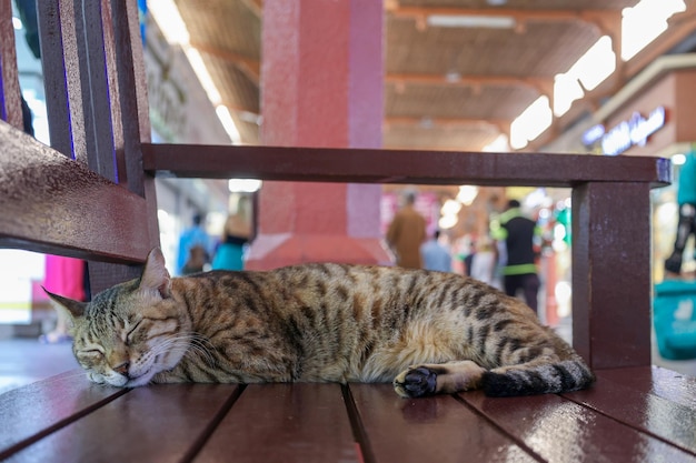 Homeless tabby cat sleeps on bench at on Traditional market in Dubai UAE selective focus