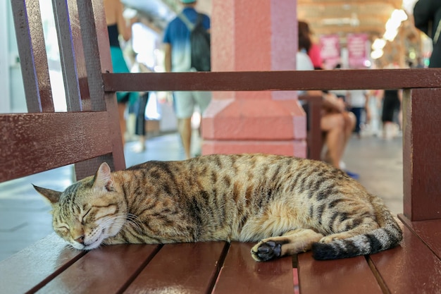 Homeless tabby cat sleeps on bench at on