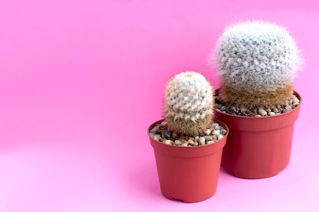 Homemade cacti on pink background