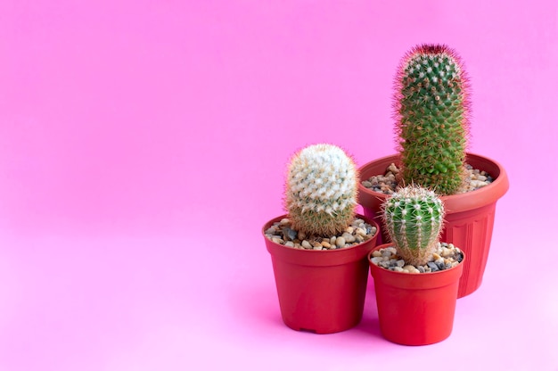 Homemade cacti on pink background