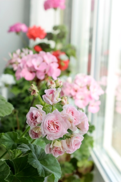 Homemade pelargonium flowers bloom on the window.