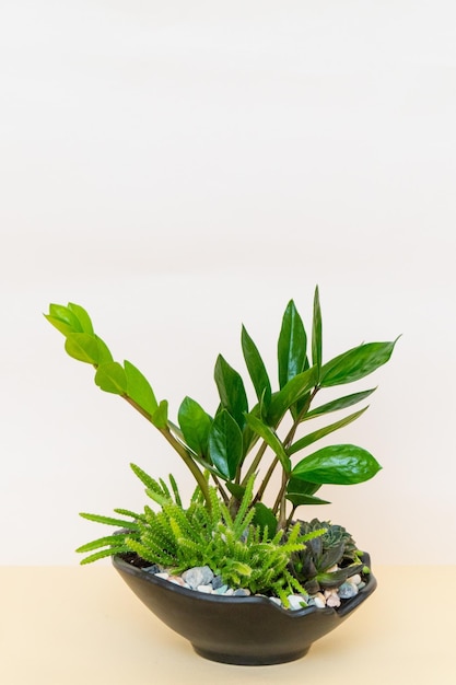 Homemade potted plant on a white and yellow background